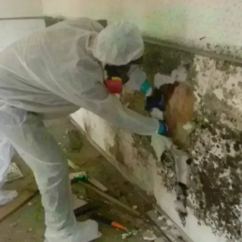 Mold Remediation and Removal in Geneseo, IL